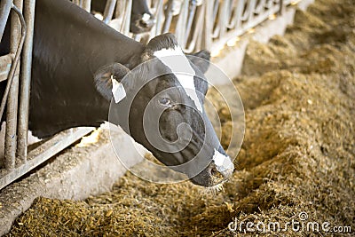 Dairy Cow Eating Stock Photo