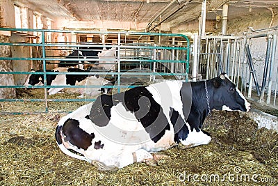 Dairy cow Farm Stock Photo