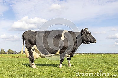 Dairy cow, large udder, standing in a pasture in the Netherlands, black and white and a blue sky Stock Photo