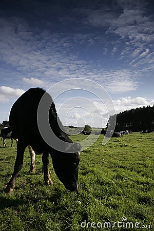 Dairy cow in a meadow Stock Photo