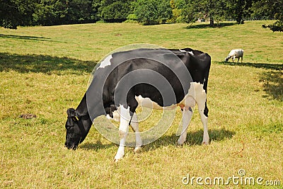 Dairy cow in the meadow Stock Photo