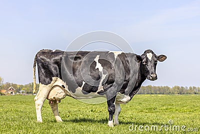 Dairy cow milk cattle black and white, standing on a path, Holstein cattle, udder large and full and mammary veins, a blue sky Stock Photo