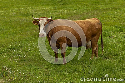 Dairy cow. Stock Photo