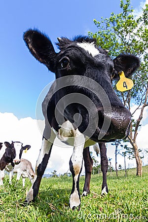 Dairy cow in a pasture Editorial Stock Photo
