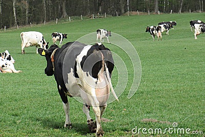 Dairy cow, rear view,with full udder on a pasture in Schleswig-Holstein, Germany Stock Photo