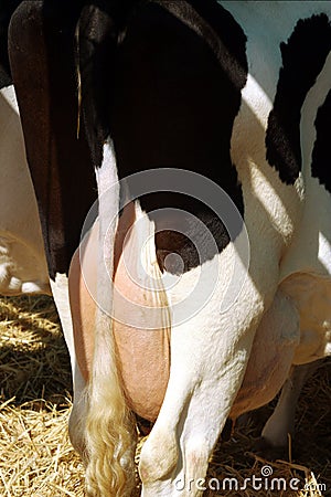 Dairy cow udder Stock Photo