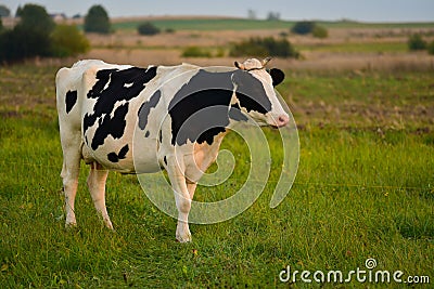 Dairy cow Stock Photo