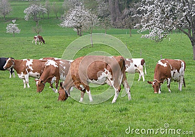 Dairy cows Stock Photo