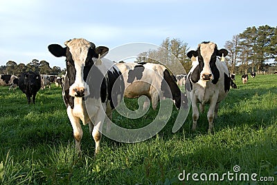 Dairy Cows Stock Photo