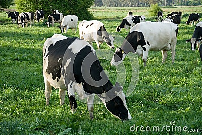 Dairy Cows Stock Photo