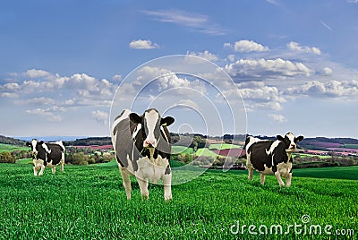 Dairy cows Stock Photo