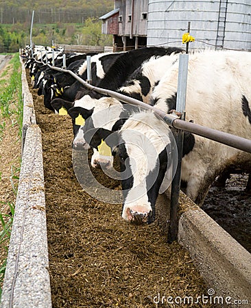 Dairy Cows Belly Up to the Trough Stock Photo