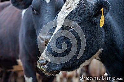 Dairy cows on a cattle farm/ranch Editorial Stock Photo
