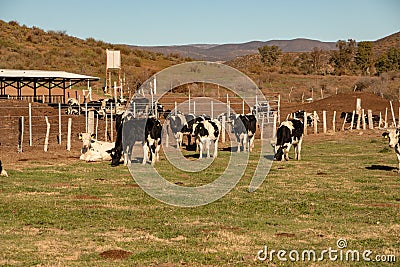 Dairy cows in a cheese making rancho at Ojos Negros, Mexico Stock Photo