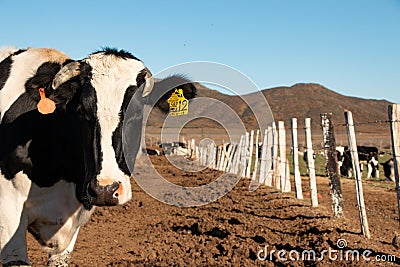 Dairy cows in a cheese making rancho at Ojos Negros, Mexico Editorial Stock Photo