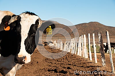 Dairy cows in a cheese making rancho at Ojos Negros, Mexico Editorial Stock Photo