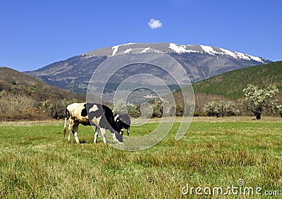 Dairy cows Stock Photo