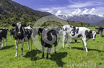 Dairy cows Stock Photo
