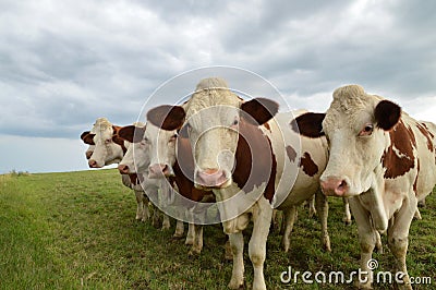 Dairy cows herd in a green pasture Stock Photo