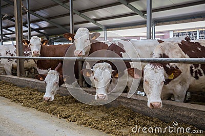 Dairy cows of Monbeliard breeding in free livestock stall Stock Photo
