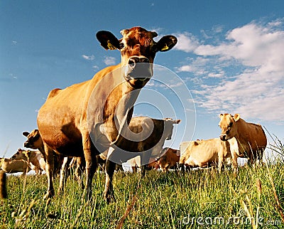 Dairy cows in paddock Stock Photo