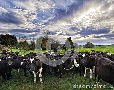 Dairy cows on a paddock in the cloudy autumn afternoon in New Zealand Stock Photo