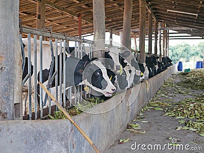 Dairy cows, raised in a farm, eating corn - using corn to feed livestock Stock Photo