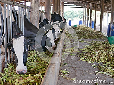 Dairy cows, raised in a farm, eating corn - using corn to feed livestock Stock Photo