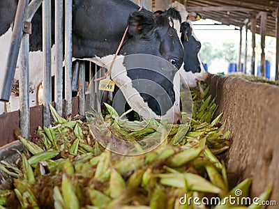 Dairy cows, raised in a farm, eating corn - using corn to feed livestock Stock Photo