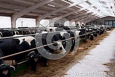 Dairy farm Stock Photo