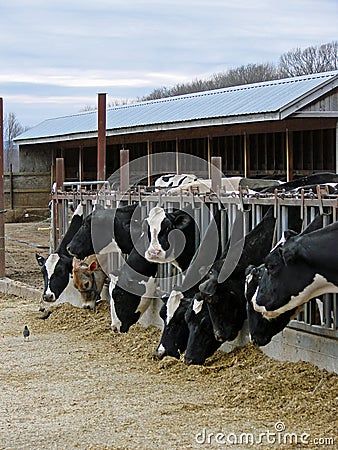 Dairy Farm Stock Photo