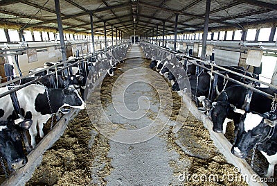 Dairy Farm Stock Photo