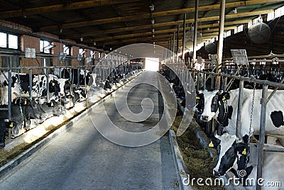 Dairy Farm Stock Photo