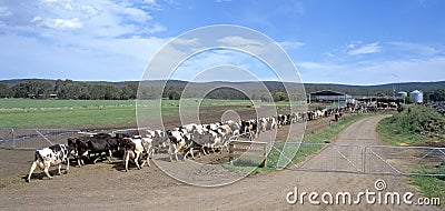 Dairy farm. Stock Photo