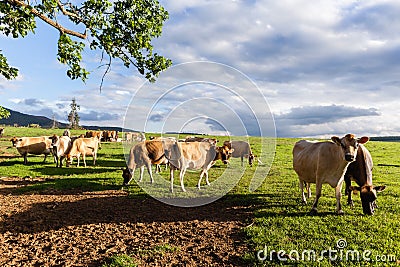 Dairy Farm Cows Stock Photo