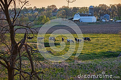 Dairy farm and cows in spring Stock Photo