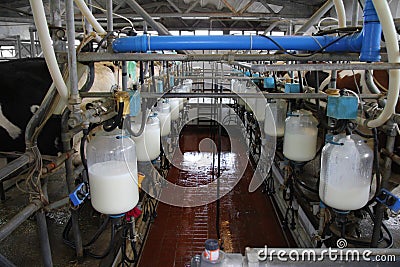 Dairy farm Stock Photo