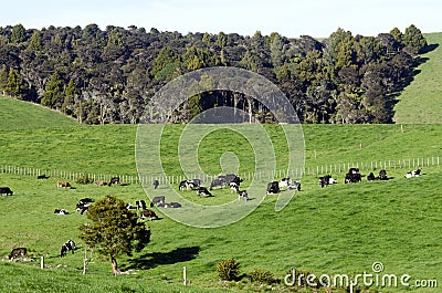 Dairy Farm Stock Photo