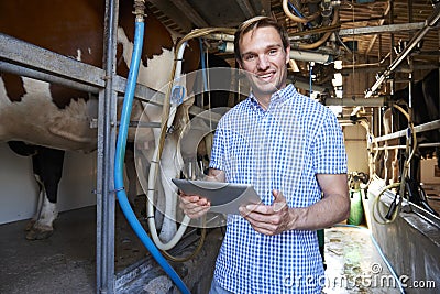 Dairy Farmer Using Digital Tablet In Milking Shed Stock Photo
