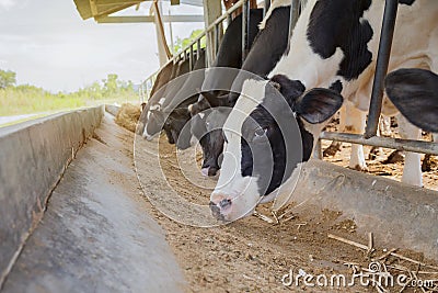 Dairy farming Stock Photo