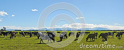 Dairy Farming on Canterbury Plains Panorama Stock Photo