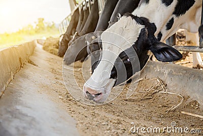 Dairy farming Stock Photo