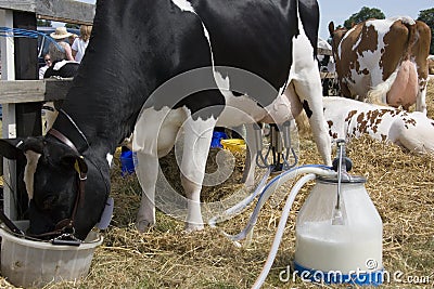 Dairy Farming - Milking a cow Stock Photo