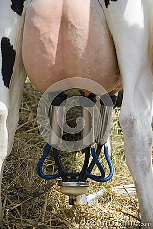 Dairy Farming - Milking a cow Stock Photo