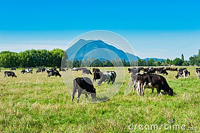 Dairy farming in the shadow of a volcano Stock Photo