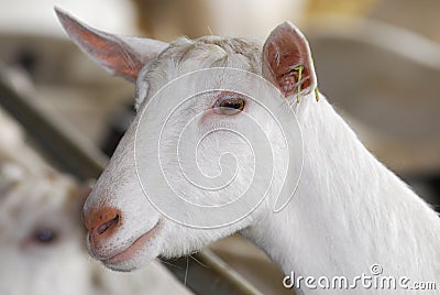 Dairy goat Stock Photo