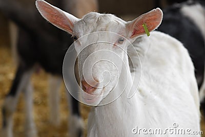 Dairy goat Stock Photo