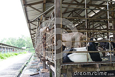 Dairy Goat Stock Photo