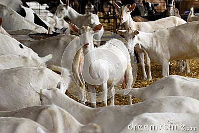 Dairy goat farming Stock Photo