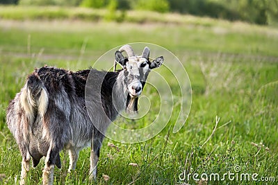 A dairy goat with a full udder in the grass in the pasture. Selective focus Stock Photo